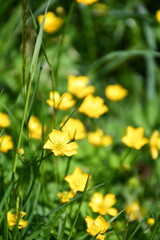 Obraz premium yellow flowers in the garden