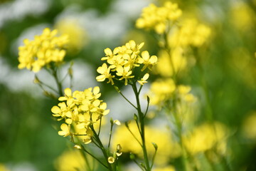Obraz premium yellow flowers in the garden
