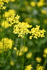 Obraz premium yellow flowers in the field