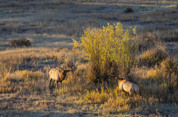 Bull Elk rutting in Autumn in Wyoming