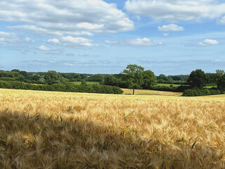 Landschaft mit Gerstenfeld in Schleswig-Holstein 