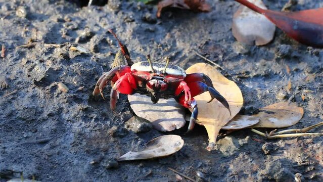 Bowed fiddler crab  foraging on the wetland mangrove sand. Dapeng Bay National Scenic Area, Pingtung County,Taiwan.  Real time. 4K. High angle view. High quality video.