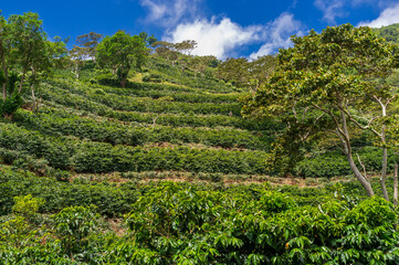 A picturesque mountain slope in Panama, located in Central America, featuring beautifully arranged terraces that are meticulously cultivated with rows of coffee plants