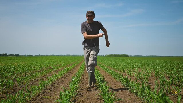 Happy satisfied farmer dancing in cultivated corn maize field after successful weeding of plantation