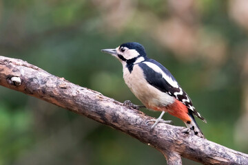 Obraz premium Picchio rosso