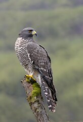 Fototapeta premium A close up of a Goshawk
