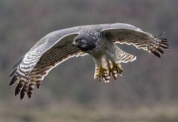 Fototapeta premium A close up of a Goshawk