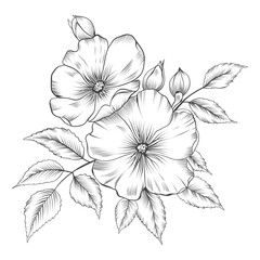 Rose vector illustration. Black and white floral vector illustration of a rose. Hand drawn line wedding herb, elegant wildflowers. Minimal line art drawing for print, cover or wallpaper
