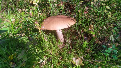 An edible mushroom - a brown cap boletus  (birch mushroom) -      grew in the forest among the grass, moss and blueberry bushes. Warm and sunny autumn weather