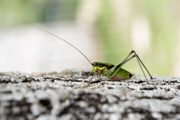 Green grashopper  sitting on tree bark