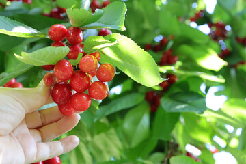 Picking sweet cherries in the orchard. Close up of fresh and ripe cherries picking from a branch