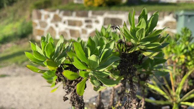A Scaevola taccada, or beach cabbage, plant in the bush