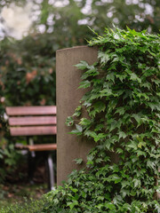 Grabstein ohne Schrift mit Efeu bewachsen und einer Holzbank 