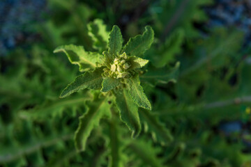 Close-Up Perspective of Rough Star Thistle. Nature's Intricate Details.