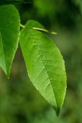 Intricate Veins. Close-Up View of Green Leaf Texture and Pattern.