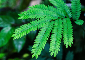 Botany themes: Green mimosa plant in the bush