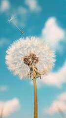 Obraz premium Close-up of a dandelion with single seed in flight against blue sky, nature and growth concept