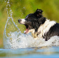 Czarno biały pies rasy Border Collie w wodzie
