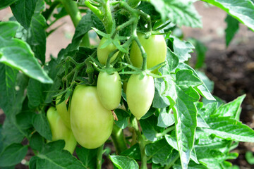 a plant with green plum tomatoes that are growing on it 