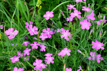 Fototapeta premium a field of pink carnation flowers with green grass wallpaper 