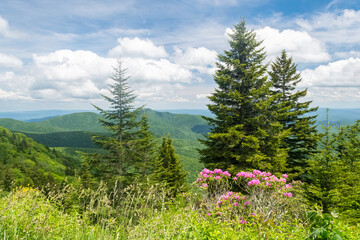 Lush green hills stretch into the distance under a cloudy sky, tall evergreen trees taking center stage. pink rhododendrons brighten the foreground landscape on the blue ridge 
parkway in NC.
