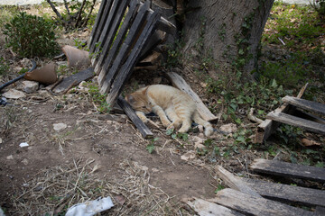 Homeless street cat sleeping