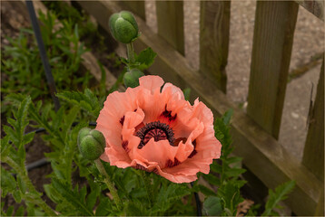 Beautiful pale pink poppy mutation with open blossom
