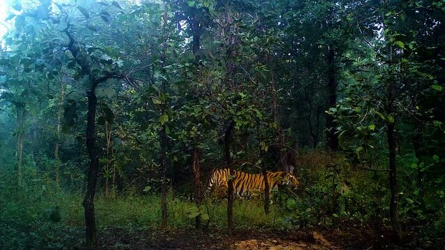 Tiger in the Camera trap