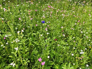 field of wild flowers