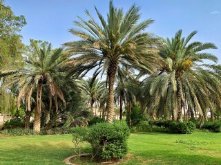 Fototapeta premium palm trees in the garden
