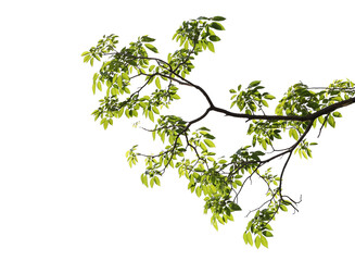 Green leaves with branch on transparent backgroud (PNG File)