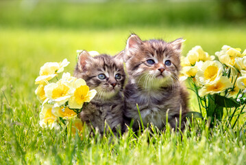 Two little cute kittens on the grass in the summer garden