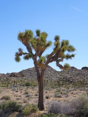 Joshua Tree, Joshua Tree National Park, California, United States