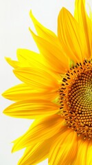 Fototapeta premium Close-up of a yellow sunflower in bloom on a white background, detailed view. Botany and nature concept