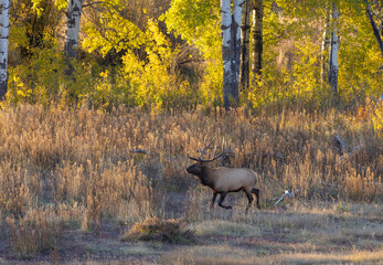 Bull Elk in the Rut in Autumn in Wyoming