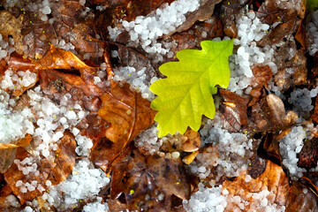 Bright green oak leaf (Quercus) on brownish rotten autumn leaves after a heavy springtime hailstorm in april. Translucent hailstones on the forest ground contrasting with colorful fresh leaf, close up