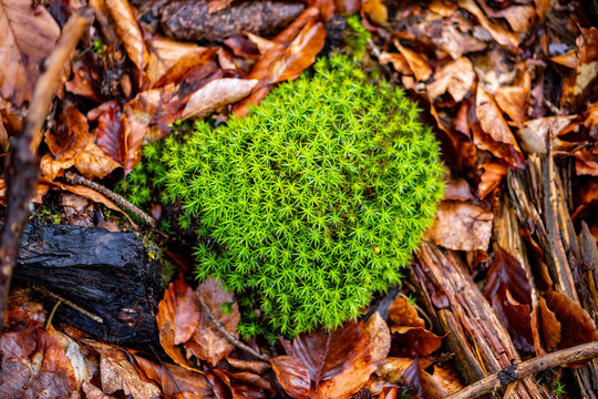 Juniper haircap polytrichum moss (Polytrichum juniperinum) is an evergreen and perennial species of moss. Bright green delicate island of moss in brownish foliage on the ground of a german forest.