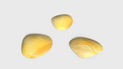 yellow-orange seashell on the beach