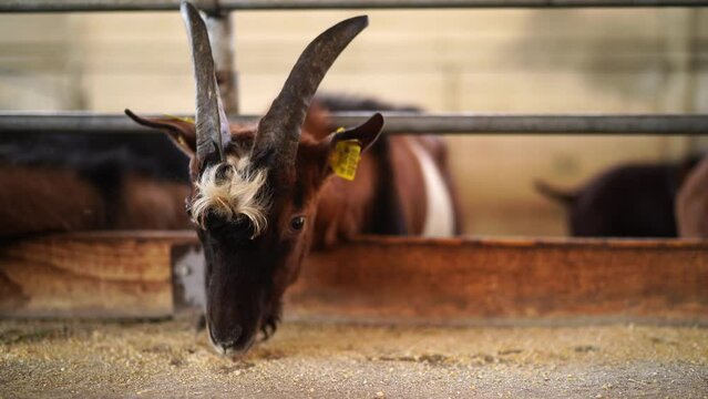 Young goat eats grain from the floor in a paddock moving her lips quickly. High quality 4k footage