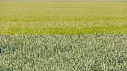 The transition from a field of hybrid winter wheat to a barley field with immature green ears