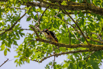 A great spotted woodpecker on the branches of a street tree in Bobingen