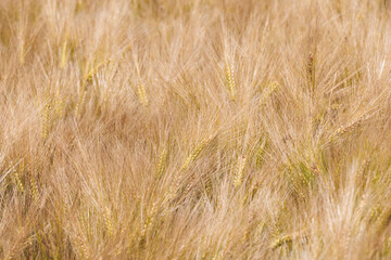 Background of almost harvest-ripe barley stalks on a grain field