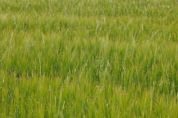 A background of unripe barley stalks