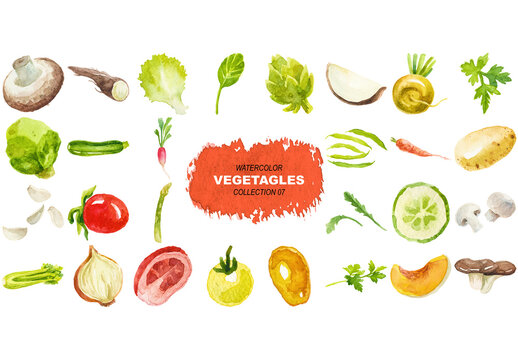 Vector watercolor painted collection of vegetables. Hand drawn fresh food design elements isolated on white background.
