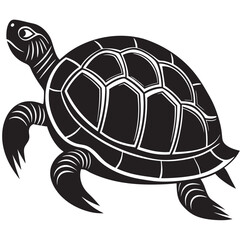 turtle illustration