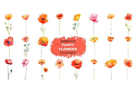 Vector watercolor painted style - poppy flowers clipart isolated on white background. Created using Generative AI.