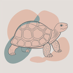 illustration of cartoon turtle