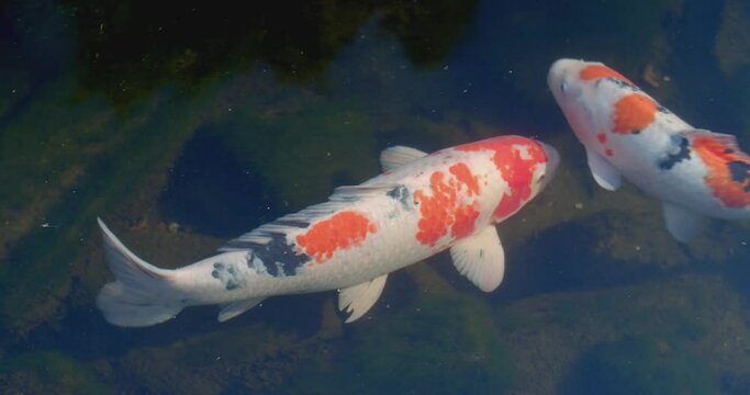 Colorful fancy carps or koi fishes swimming in a pond.Beautiful color japanese koi fish.Koi carp fish swarm many colorful fishes in water.