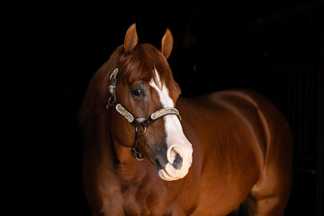 Quarter Horse Stallion headshot portrait silver show halter