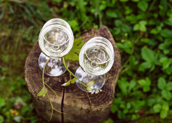 Top view of two glasses with white wine stand on the tree stump in the garden. Alcoholic drinks. Camping. Picnic. Cold white wine. Rest for two. Warm evenings.